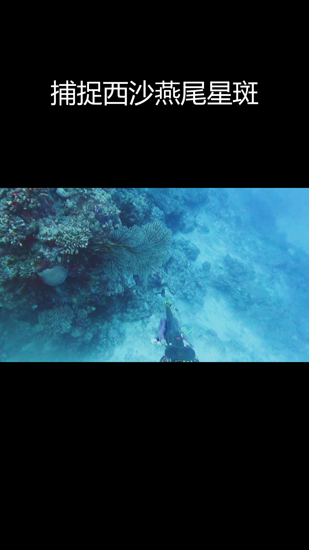 西沙群岛的燕尾星斑鱼