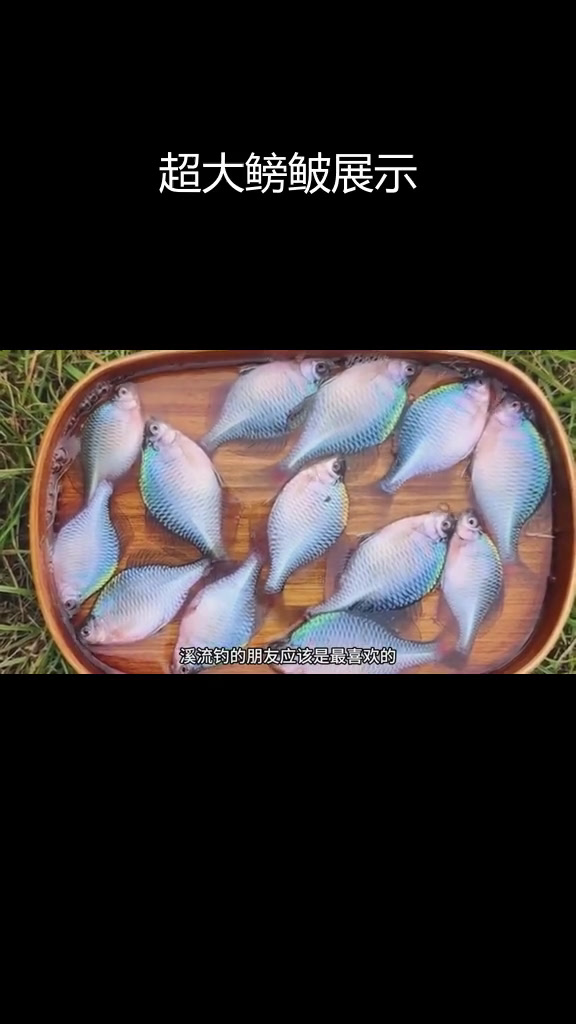 巨型鳑鲏挑战,能否超越?