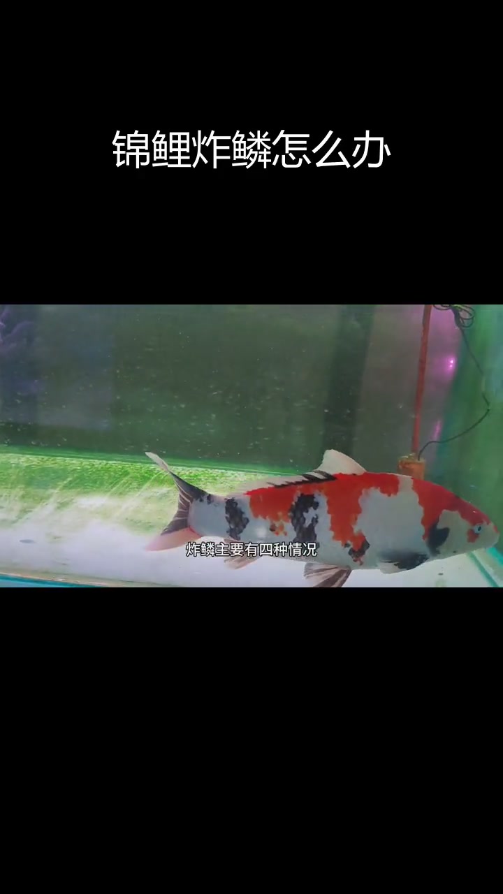 锦鲤炸鳞的原因与治疗方法