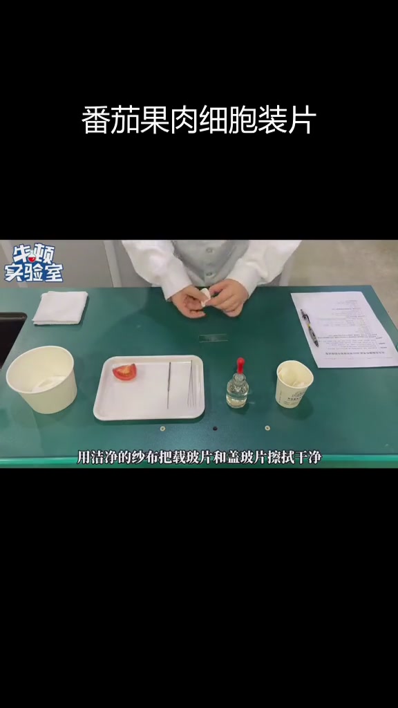 制作番茄果肉细胞临时装片实验教程