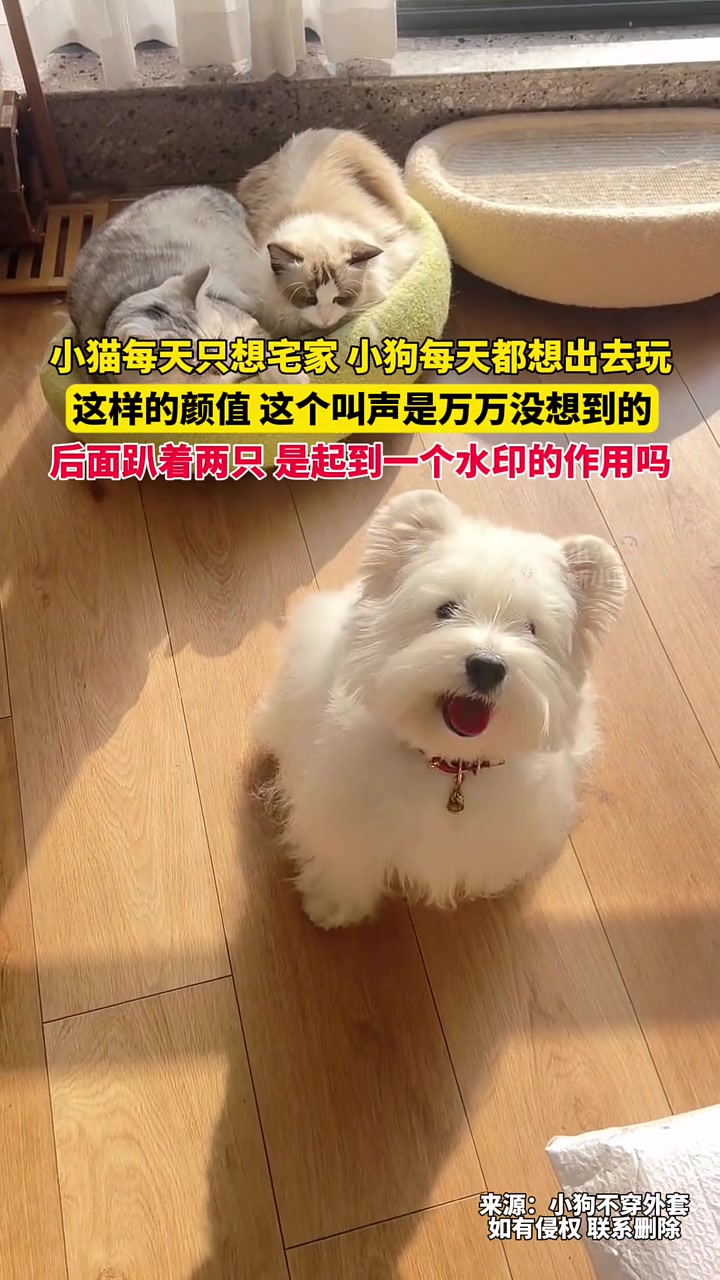 1月8日福建,小猫每天只想宅家,小狗每天都想出去玩,这样的颜值,这个叫声是万万没想到的,后