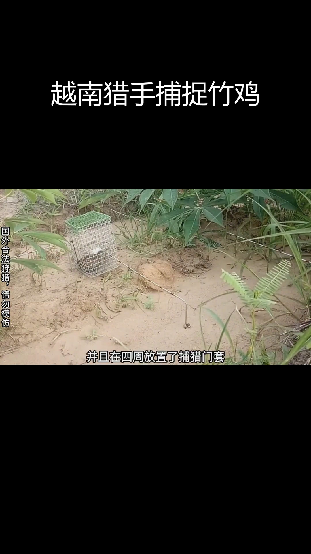 越南小哥巧妙陷阱捕竹鸡