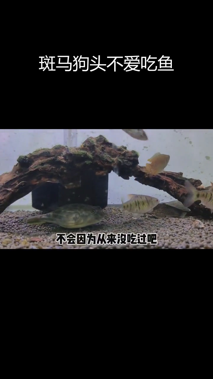 斑马狗头不吃小鱼和苹果螺,性格温和不攻击