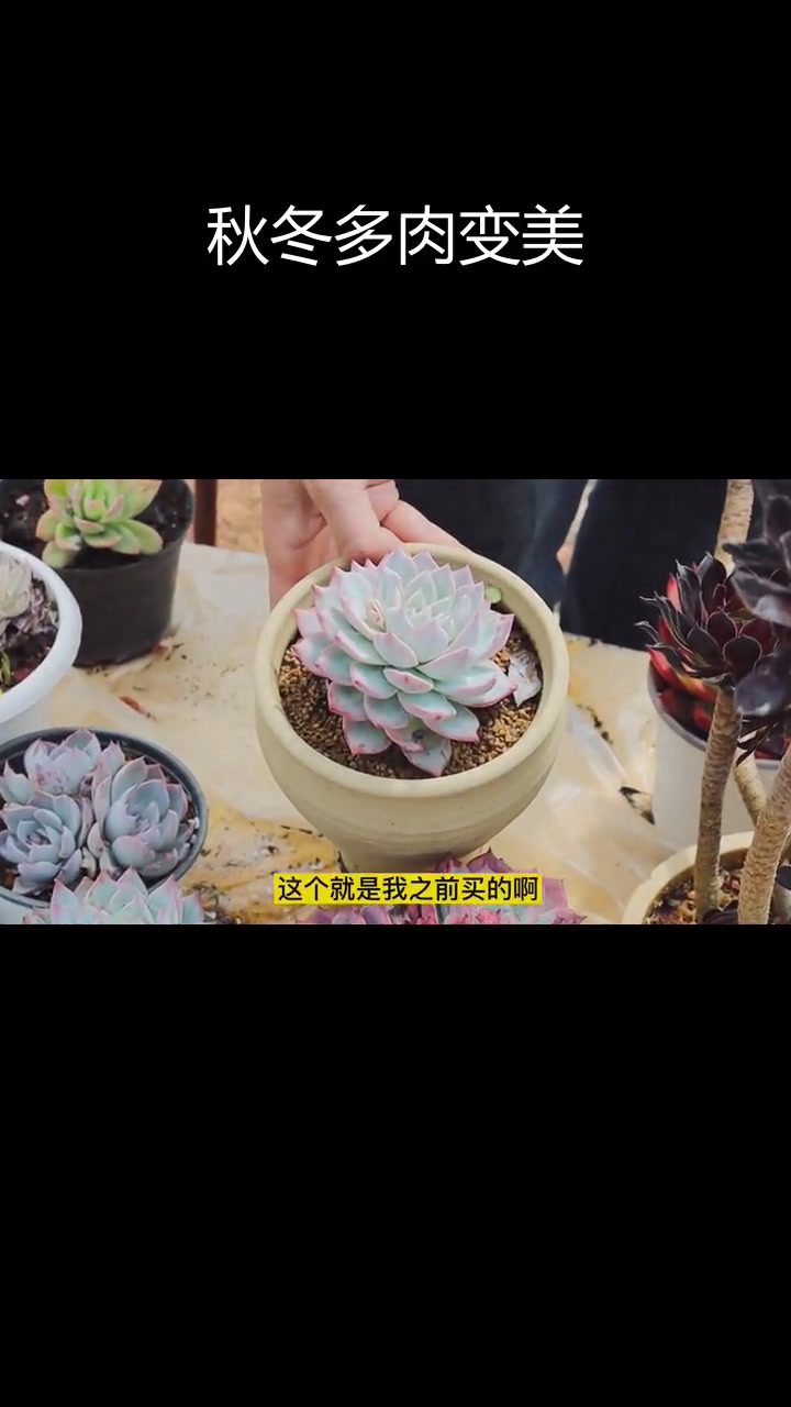 多肉服盆后变化大,劳伦斯和粉蓝鸟颜值提升