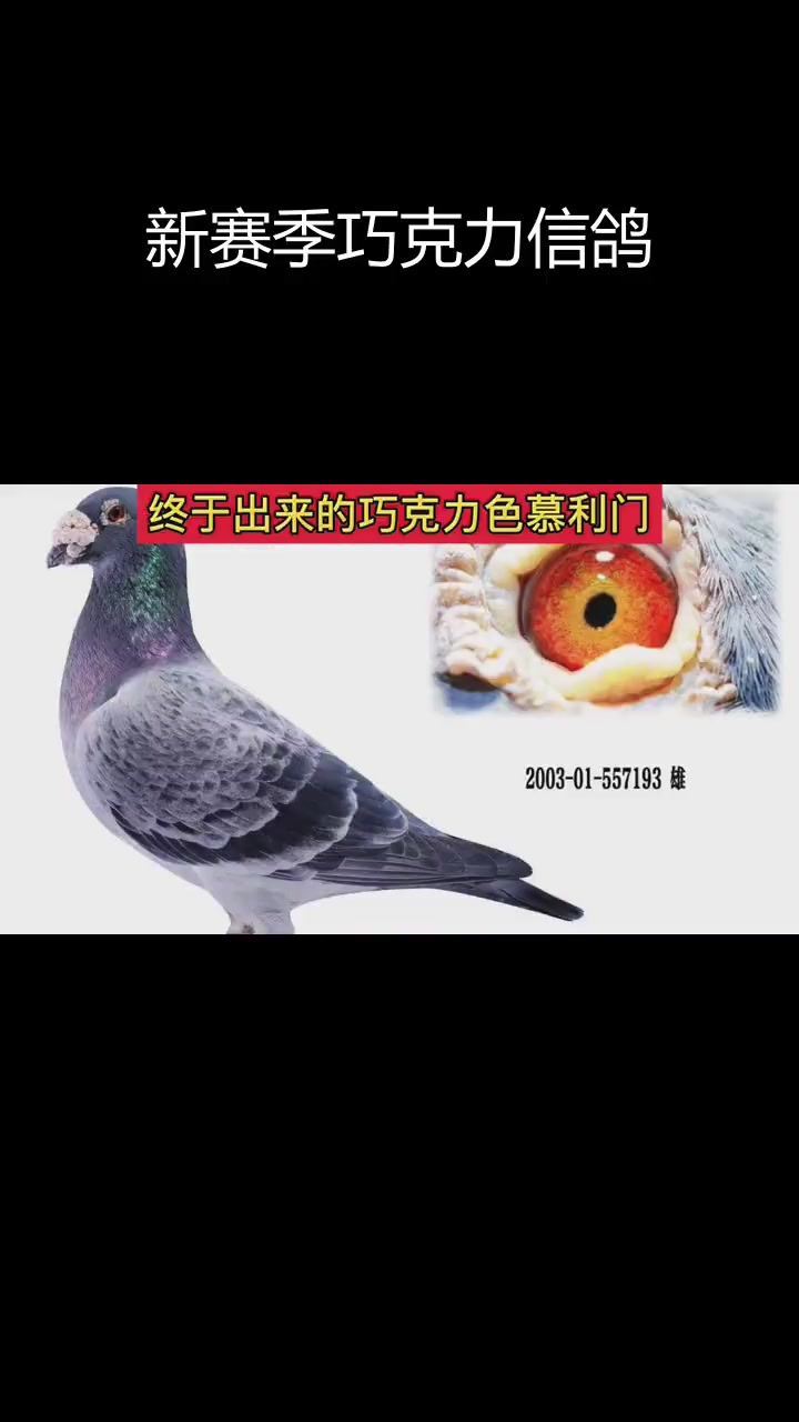 三年鸽子首次出赛,巧克力色信鸽惊艳亮相