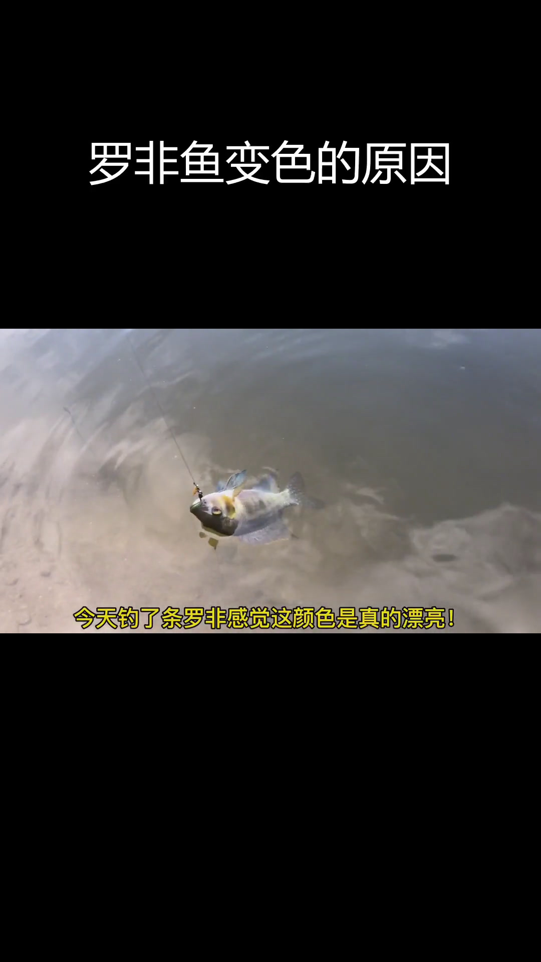 罗非鱼变色之谜,如何恢复颜色?