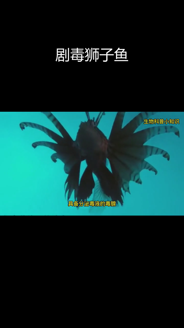 深海狮子鱼:美丽与危险并存