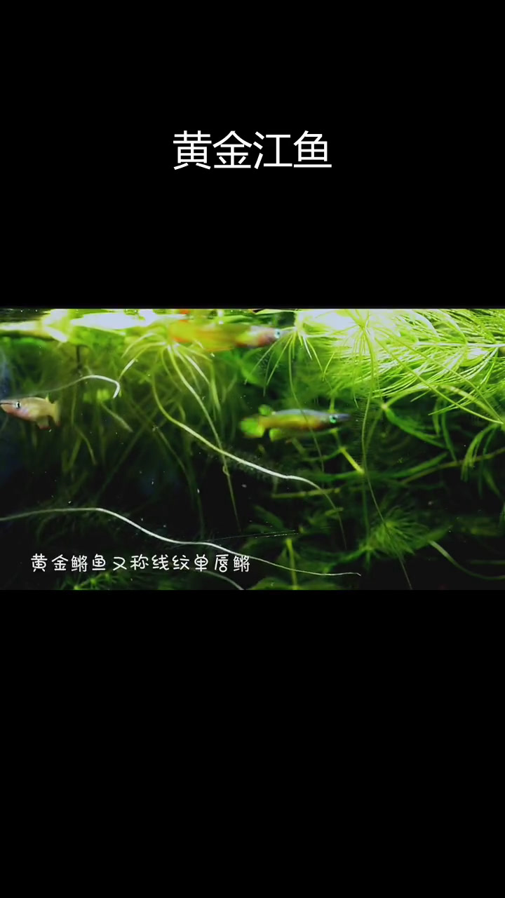 黄金鳉鱼:印度水域的美丽生物