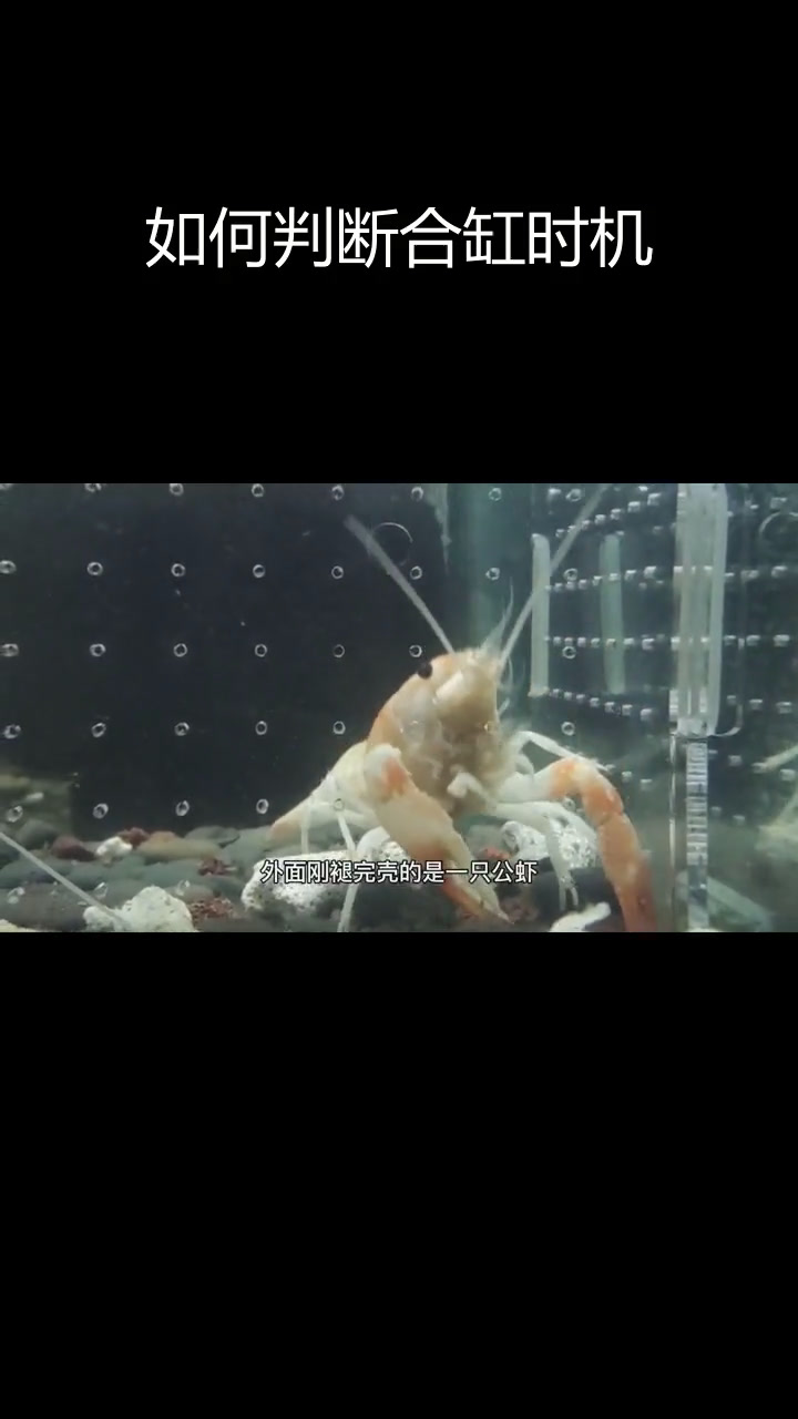 橘幽灵螯虾繁殖时机揭秘