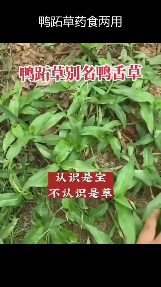 鸭跖草:春季杂草与药用价值