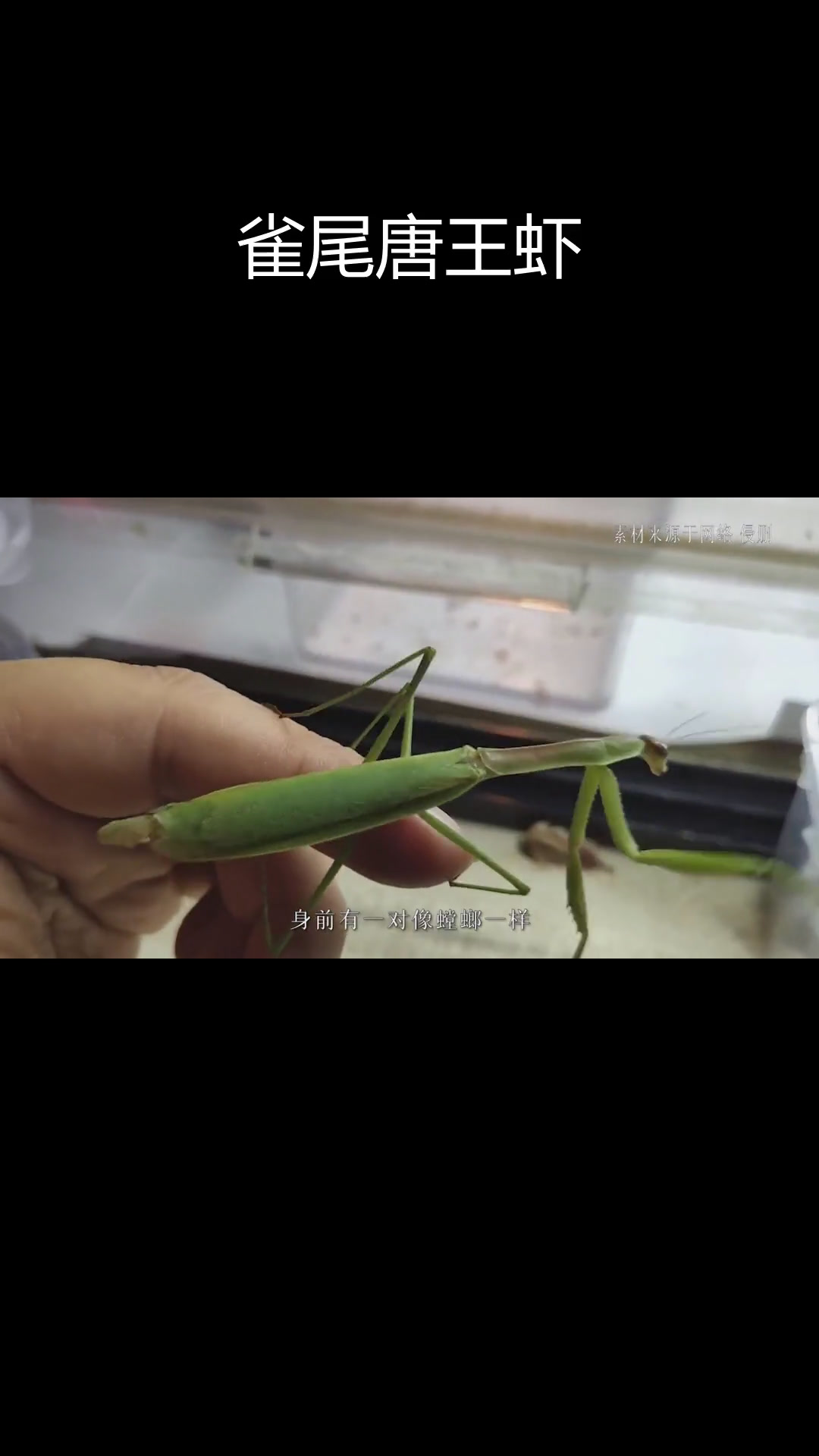 世界上最凶猛的虾:雀尾唐王虾