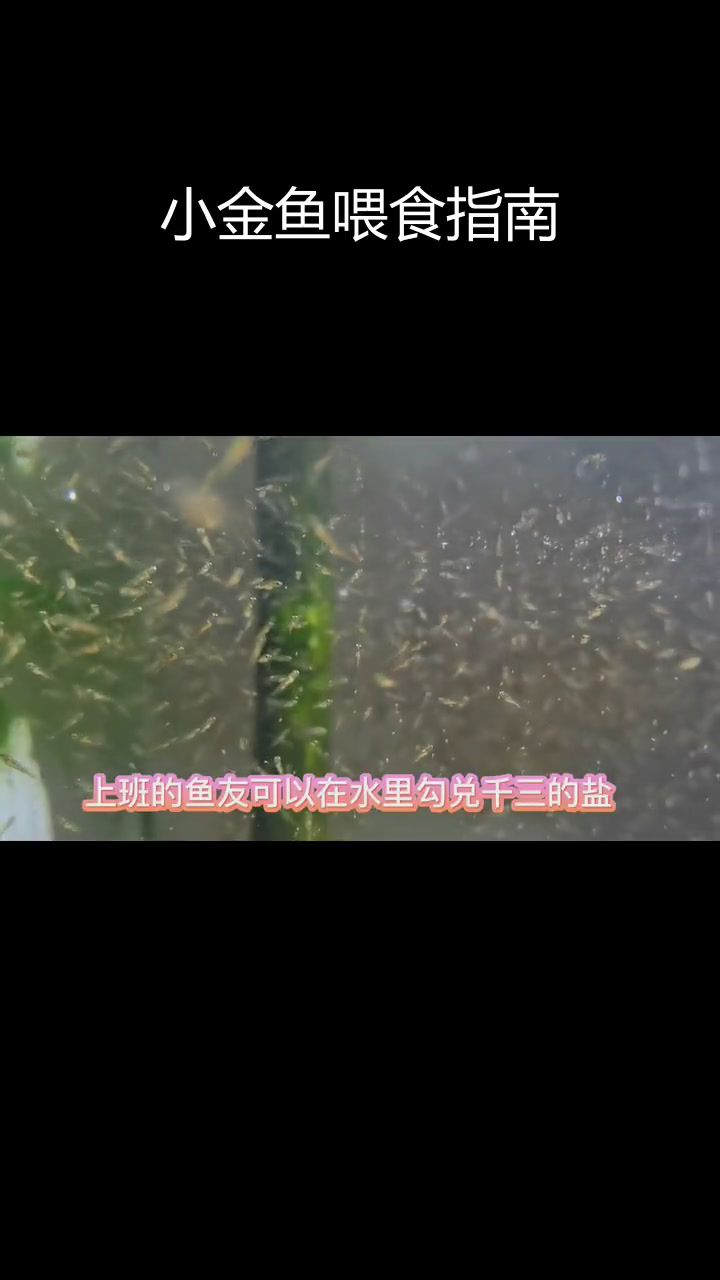 金鱼小苗喂养技巧
