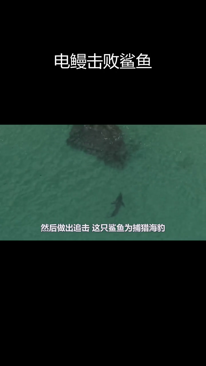 电鳗偷袭鲨鱼,瞬间秒杀