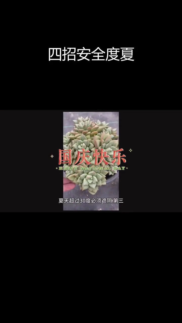 夏季象牙多肉养护全攻略