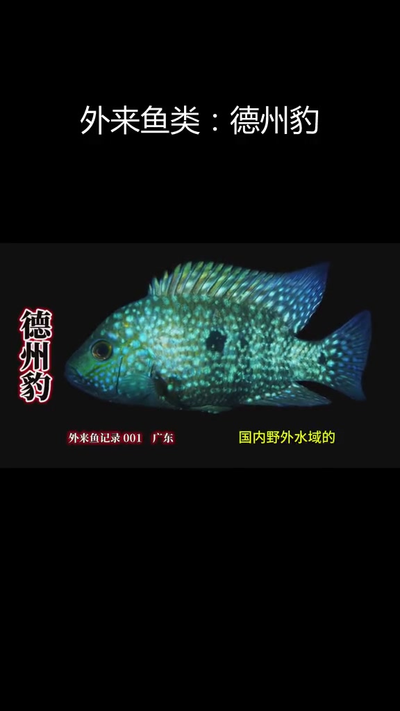 德州豹鱼种介绍