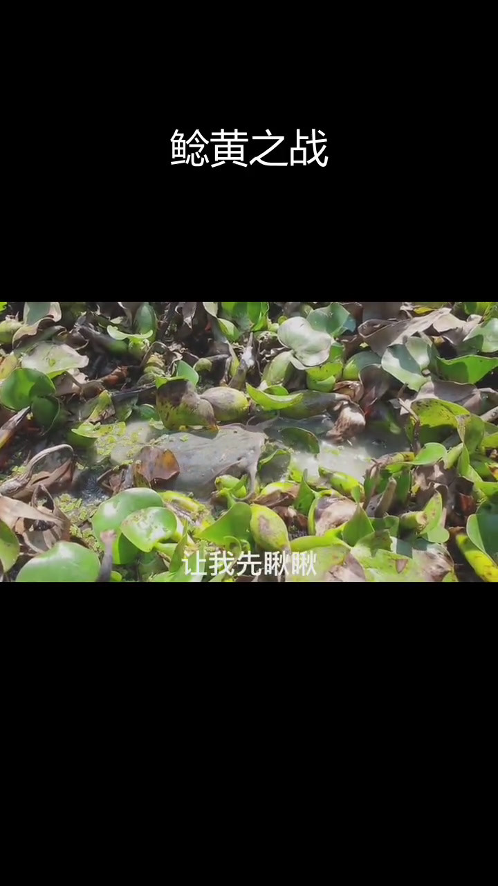 黄颡鱼与鲶鱼的生死决斗