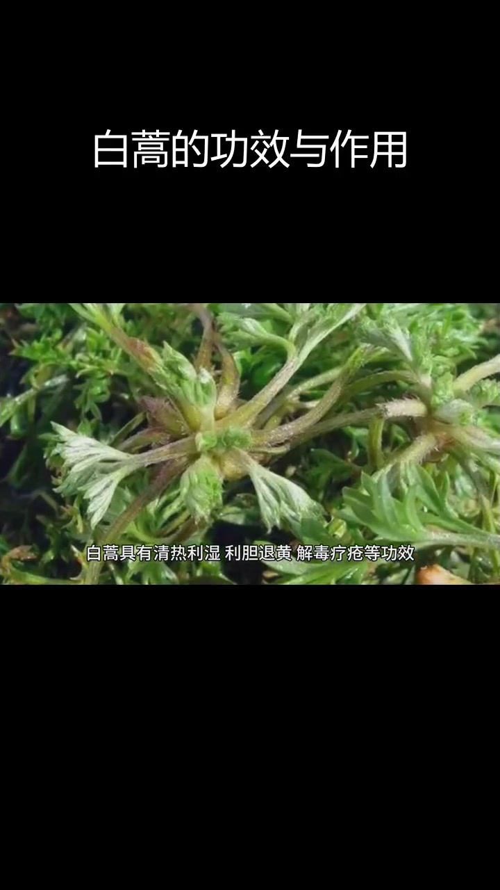 白蒿的药用功效与历史渊源