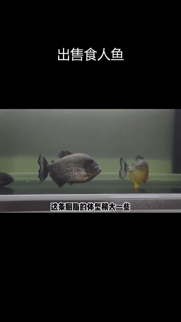 巨型水虎鱼对决,两条出一条