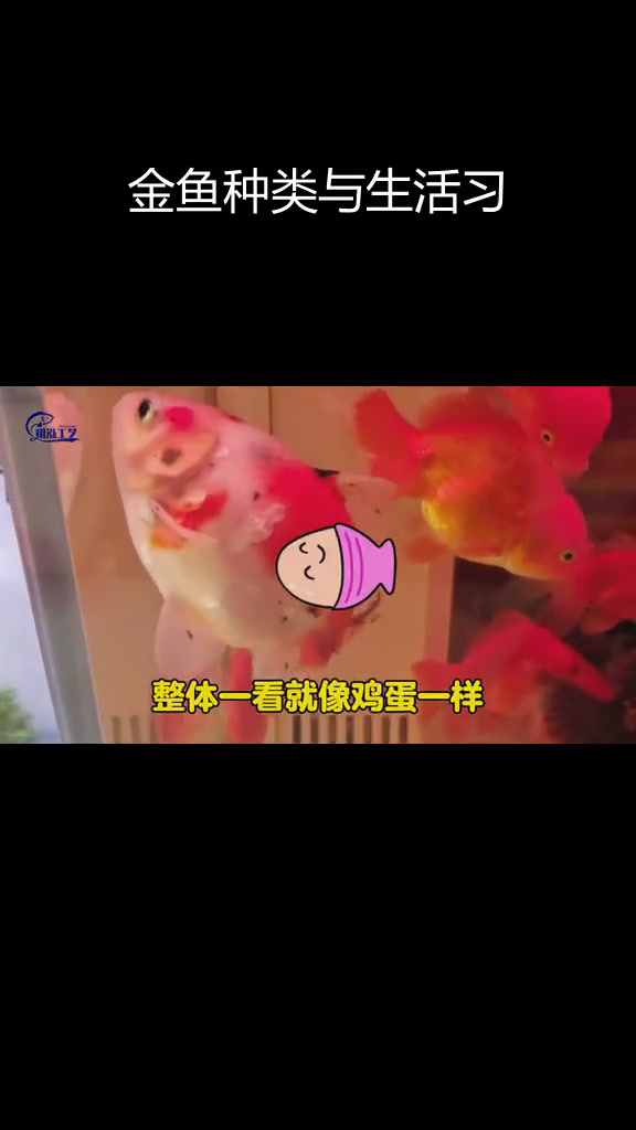 金鱼品种与习性解析