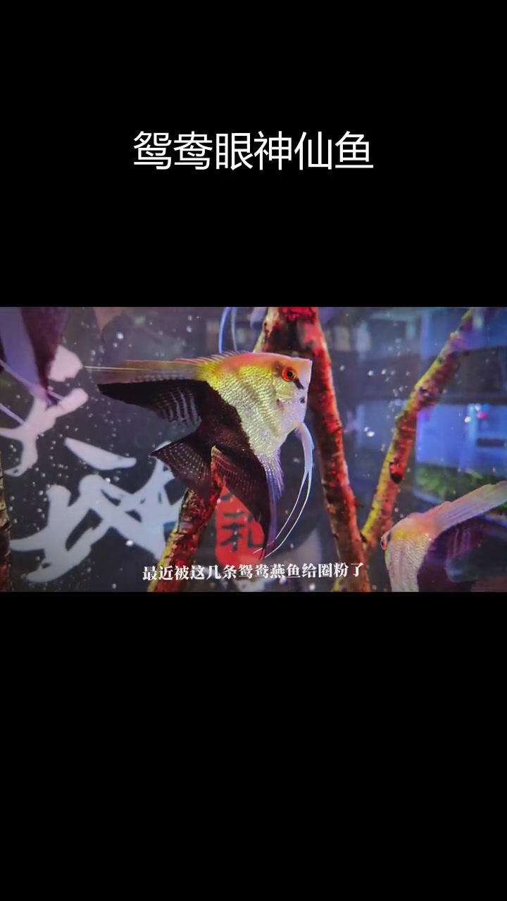 这条神仙鱼太美了,色彩多变又霸气