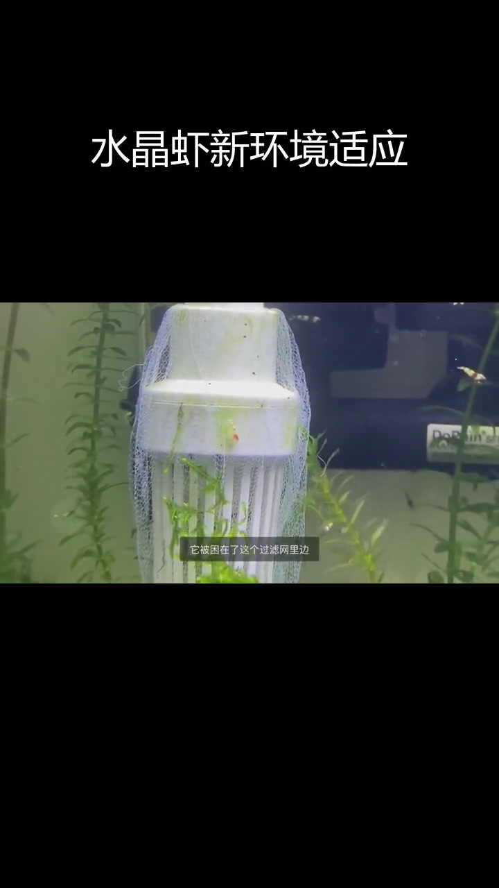 新鱼缸中的水晶虾与兔螺