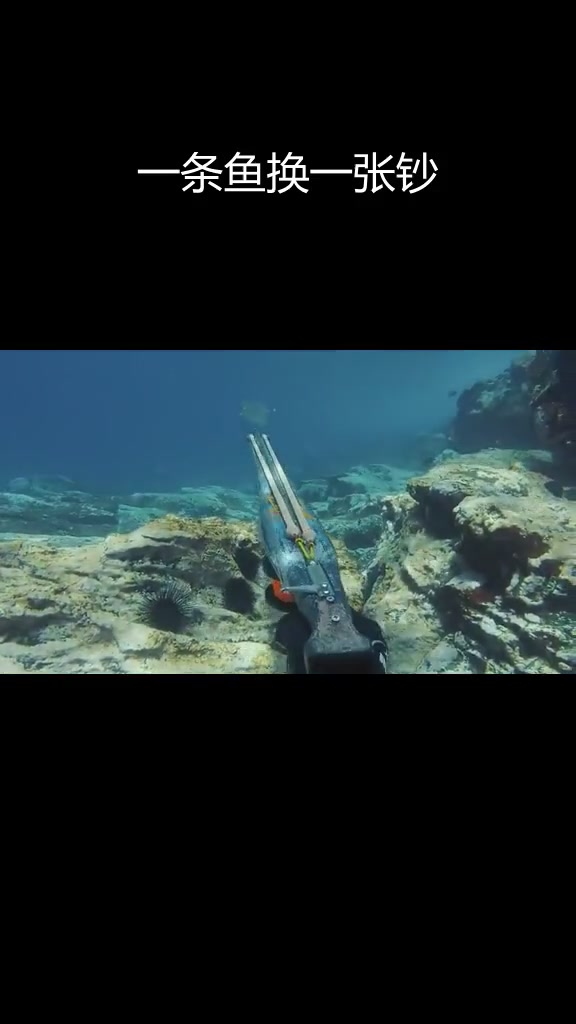 潜水捕鱼,一枪一条,钞票落地声真过瘾