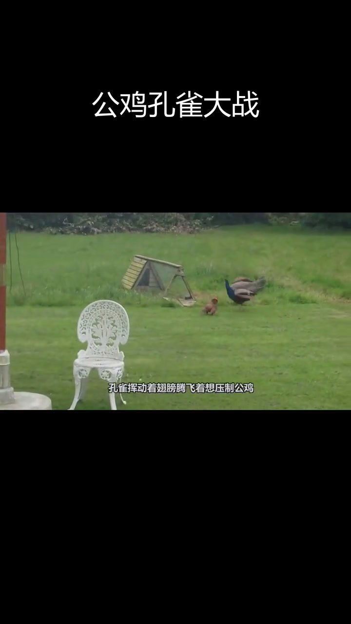 孔雀与公鸡空中对决,场面爆笑