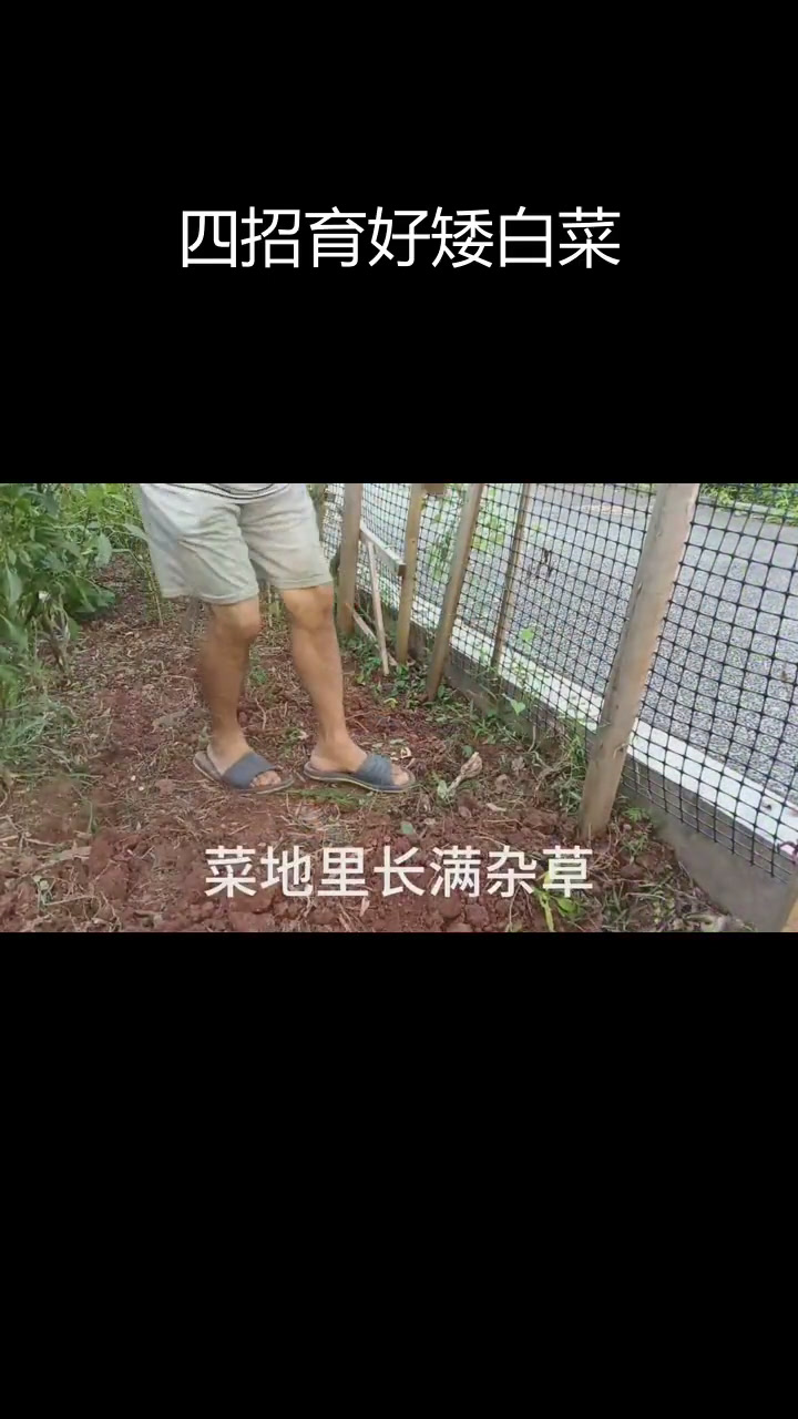 矮白菜育苗技巧,确保壮苗鲜嫩