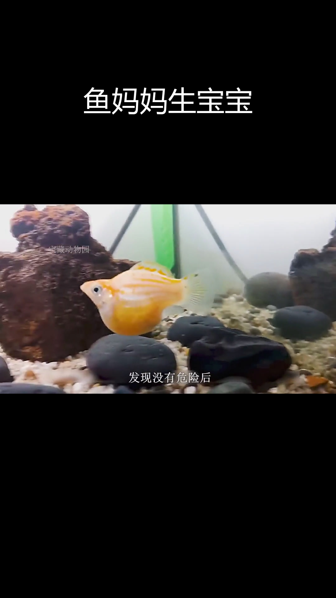 鱼妈妈顺利生产,小鱼出生后立即能游泳