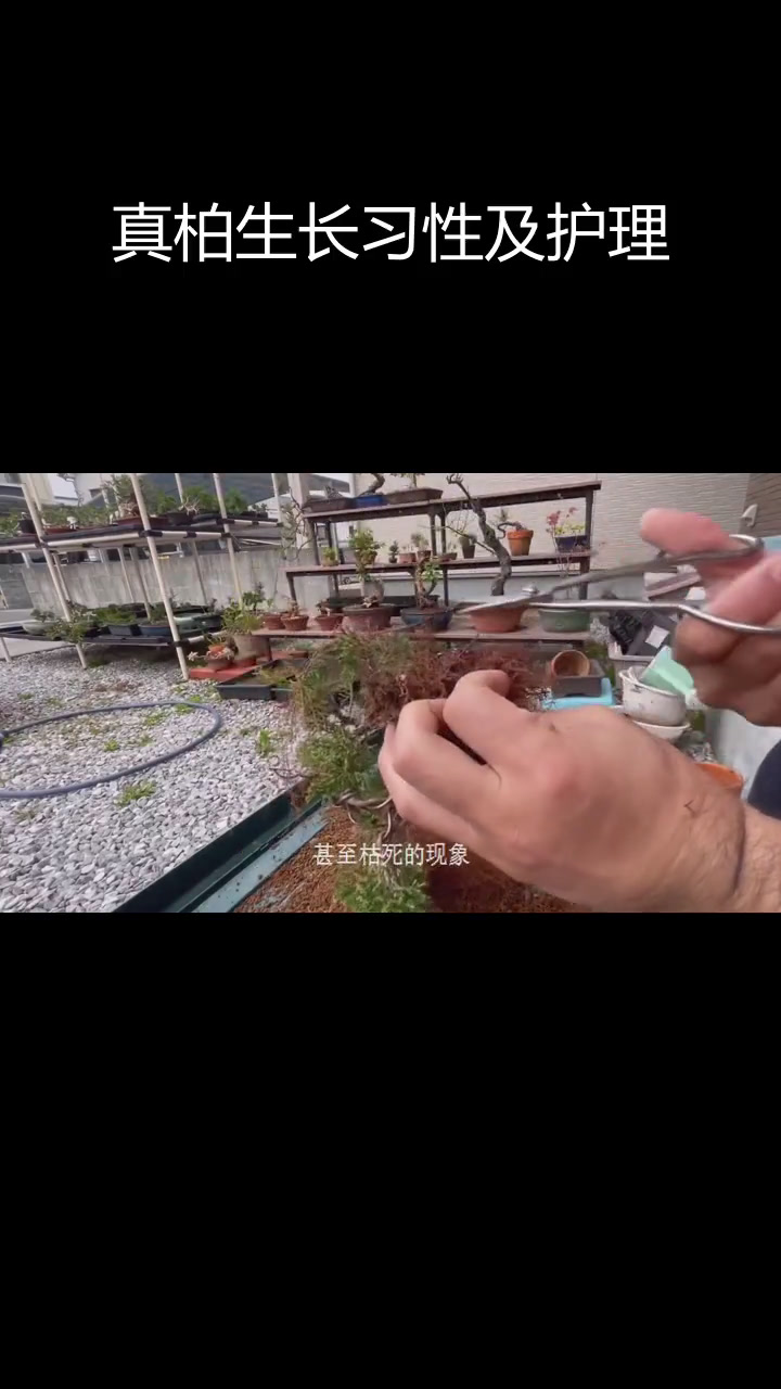 细鱼川真柏盆景养护技巧