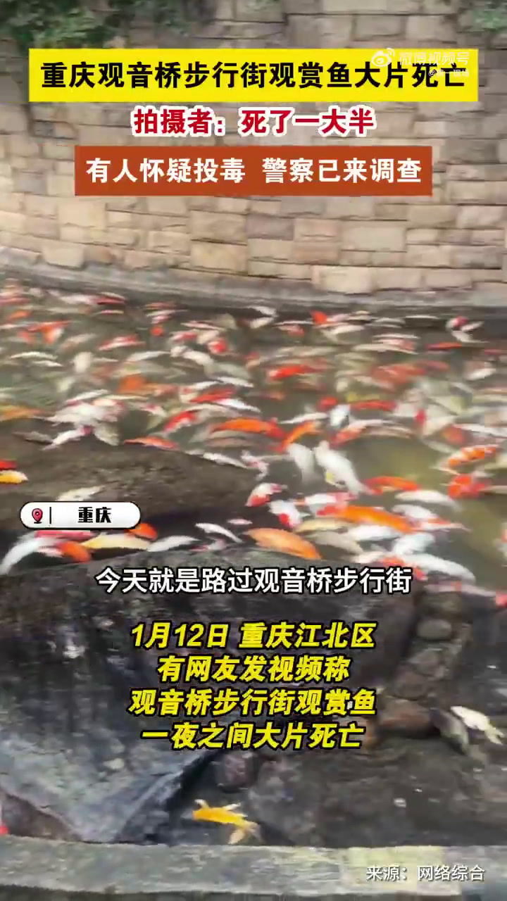1月12日,重庆江北区。有网友发视频称,观音桥步行街观赏鱼一夜之间大片死亡,死了一大半。视