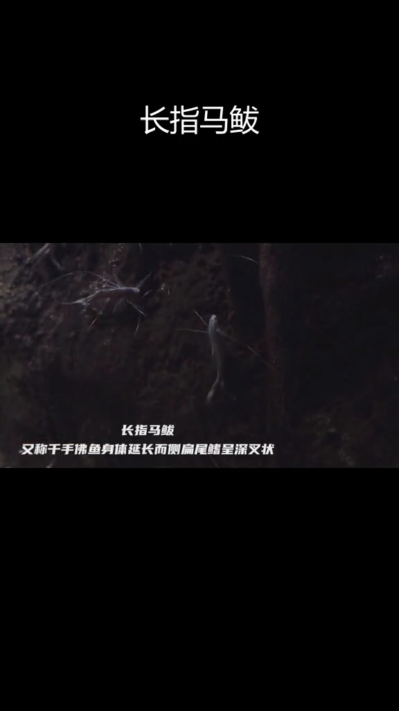 千手观音鱼:斯里兰卡珍稀观赏品种