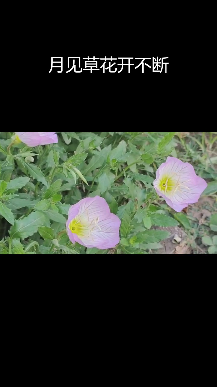 美丽月见草:低矮地背花卉的独特魅力