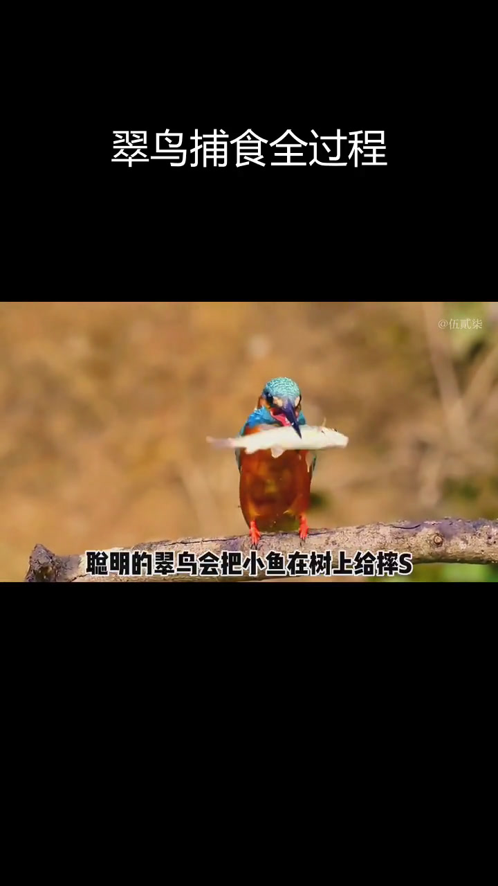 翠鸟捕鱼技巧揭秘
