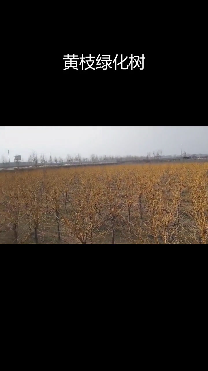 落叶后树枝变黄,这是什么树?