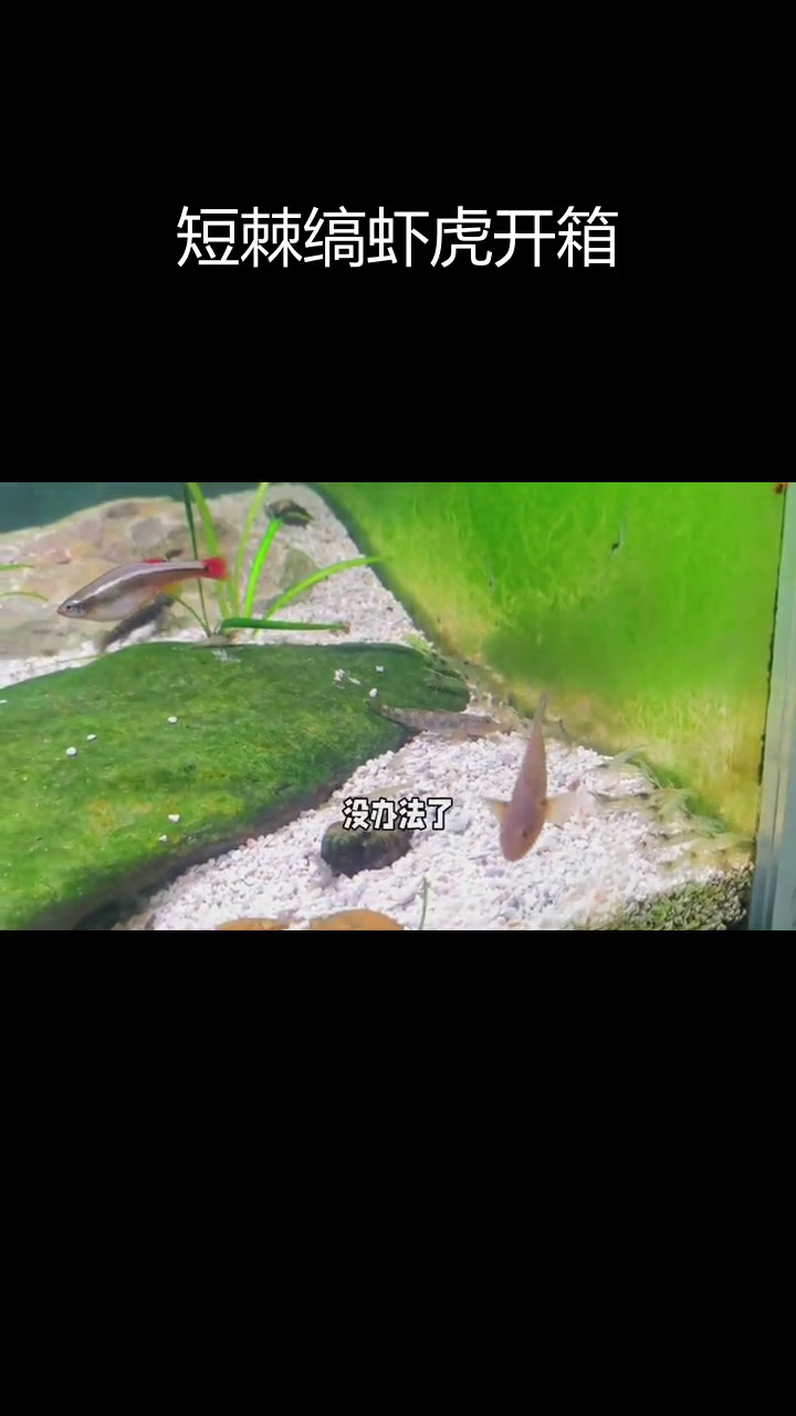 短棘缟虾虎开箱,凶猛程度超乎想象