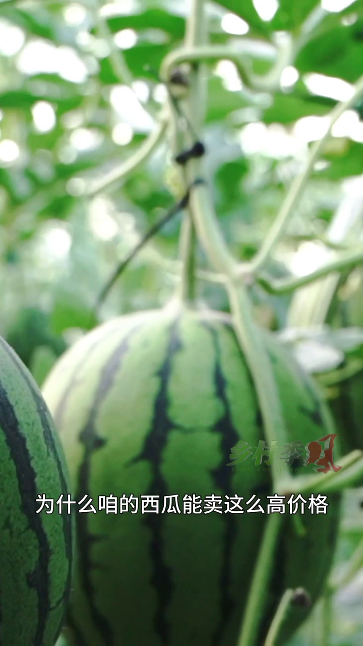130元一个的 手掰西瓜 销售市场在哪里