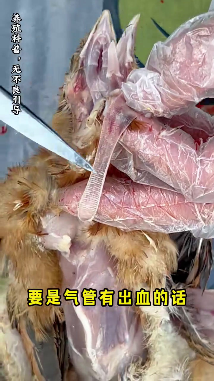 养鸡不迷路,3分钟帮你解决,最详细的解剖流程!