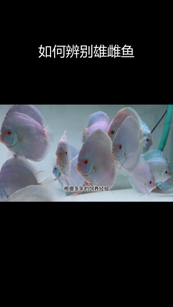 分辨七彩神仙鱼公母的8种方法