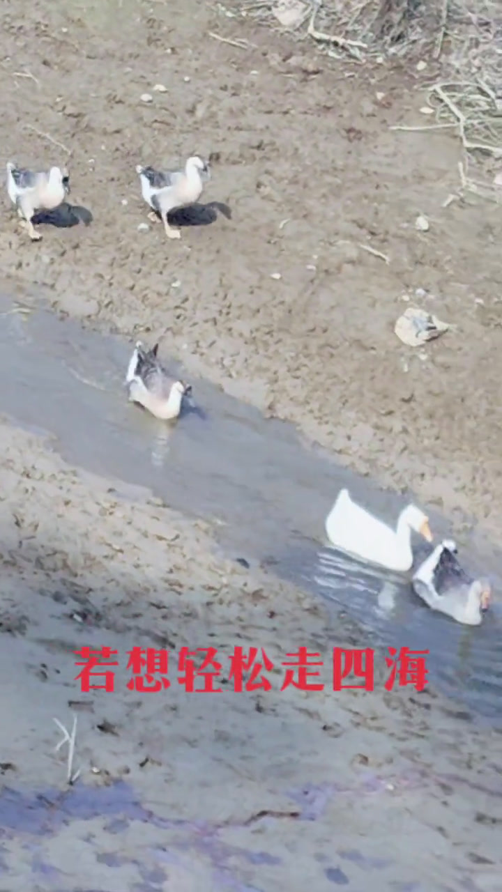 农村散养土鸡、土鸭