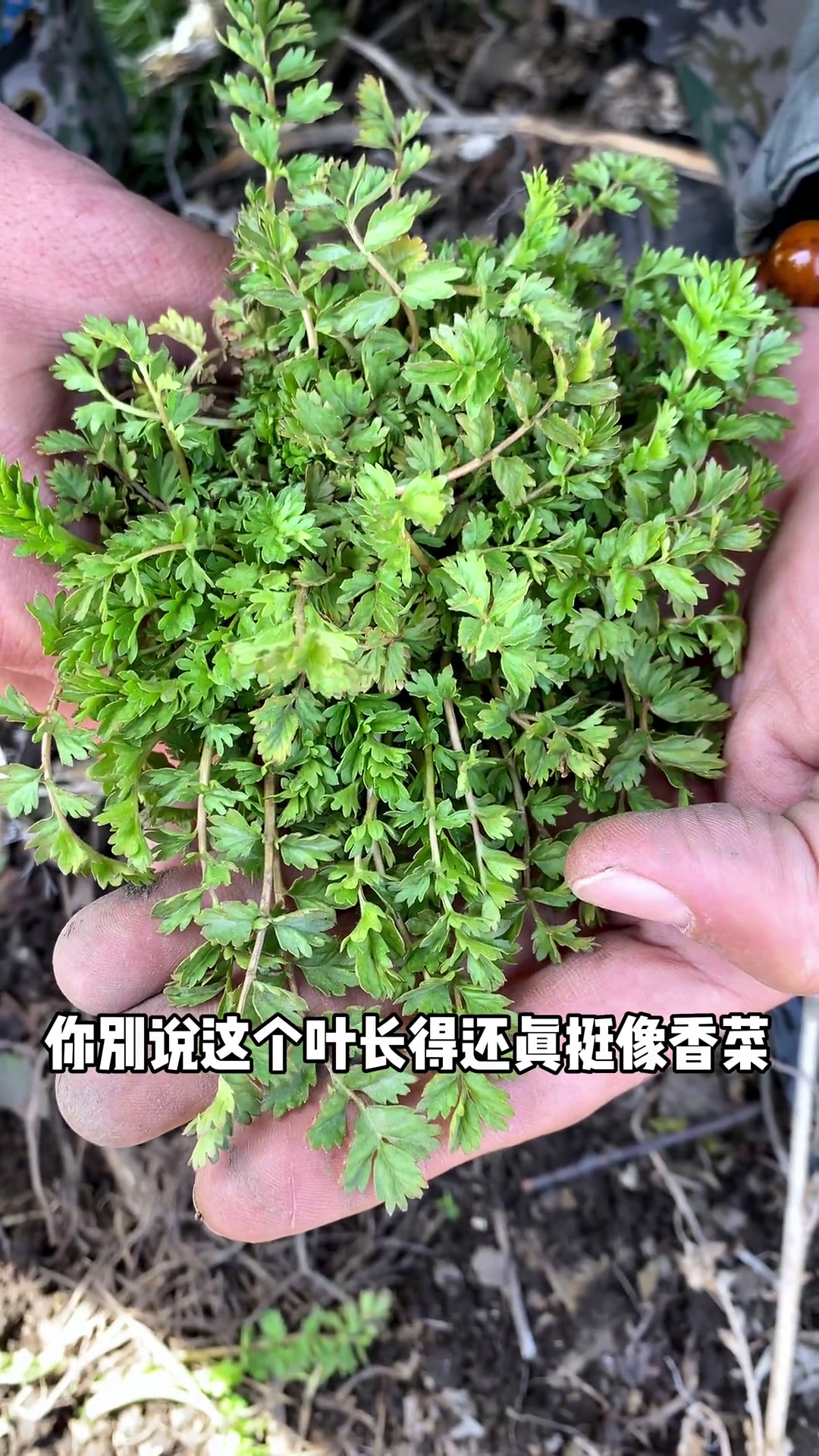 朝天委陵菜,又叫野香菜,味道闻着有股独特的清香味