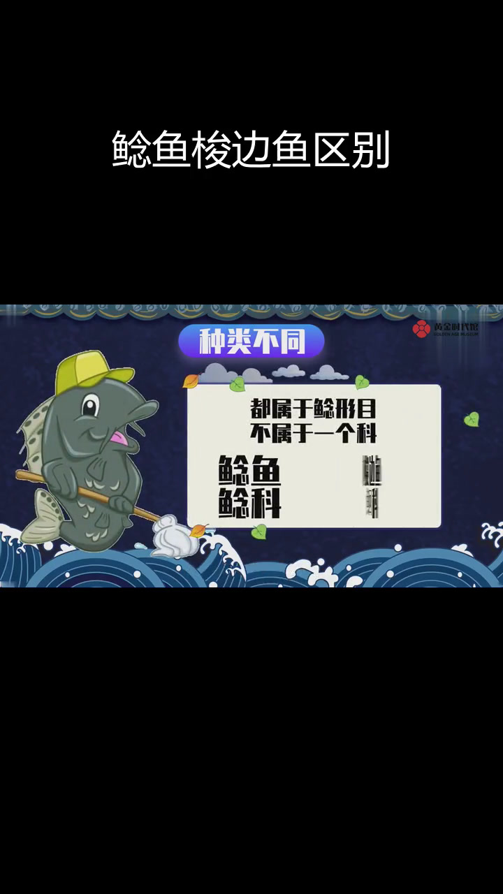 鲶鱼与梭边鱼的差异解析