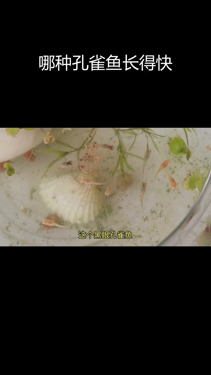 黑眼孔雀鱼与红眼孔雀鱼的生长速度对比
