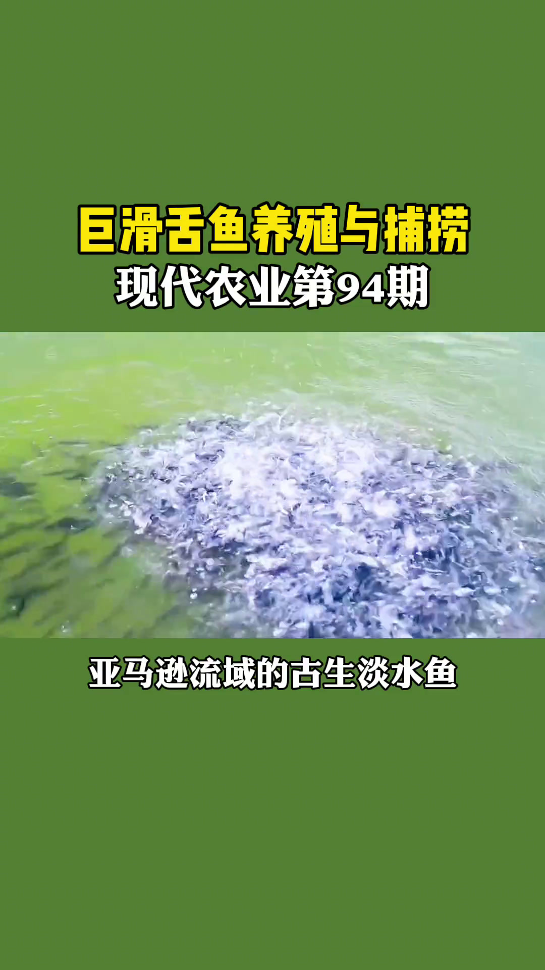 巨滑舌鱼又名海象鱼,分布于亚马逊流域,最长可达2-6米