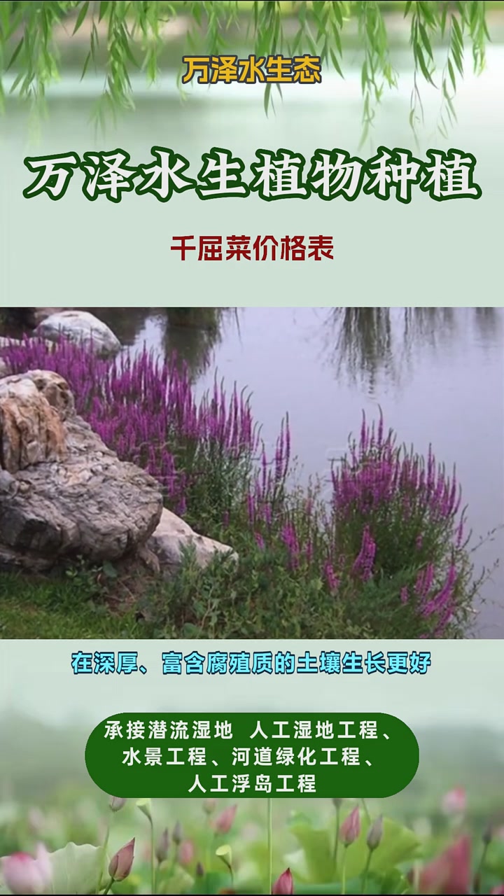 千屈菜的价格
