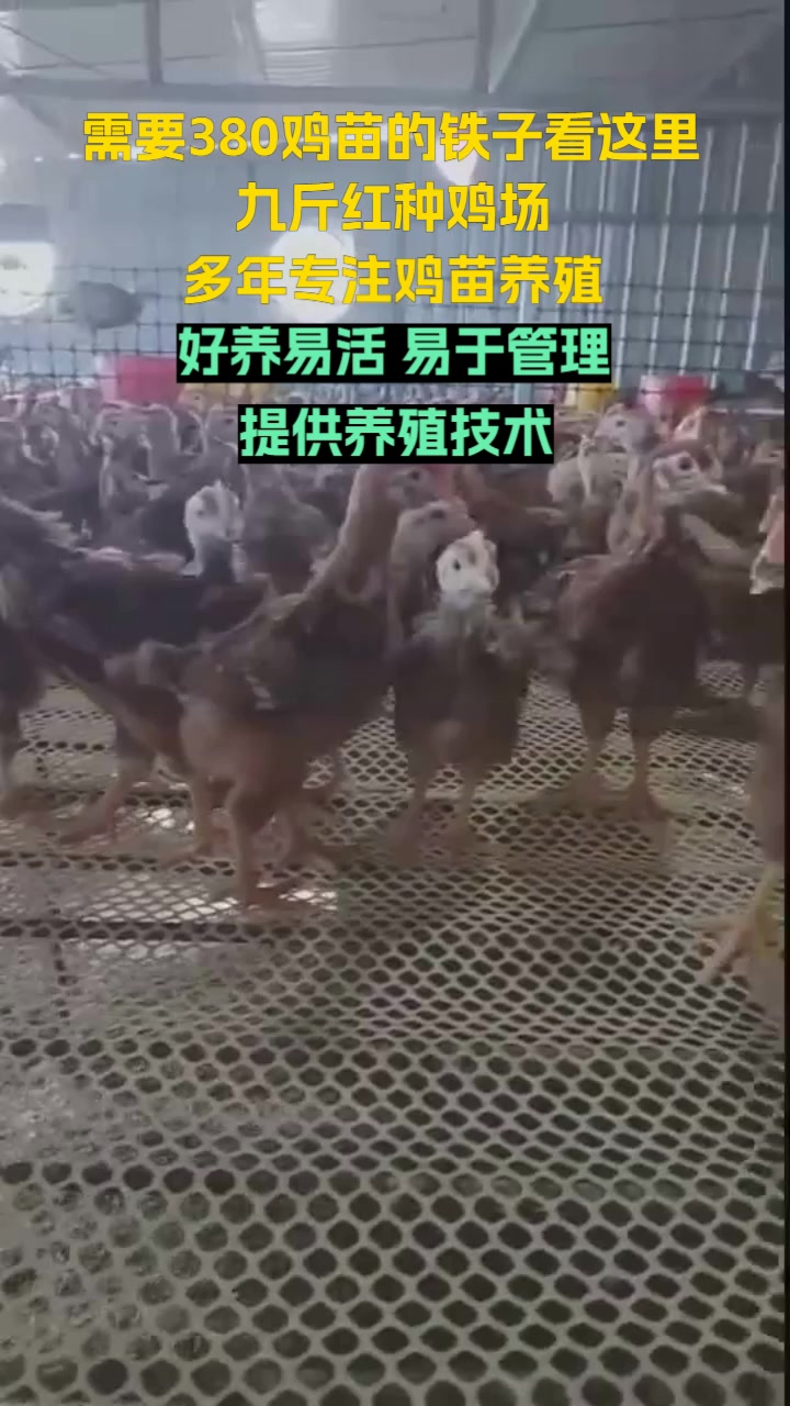 福建380鸡苗养殖基地