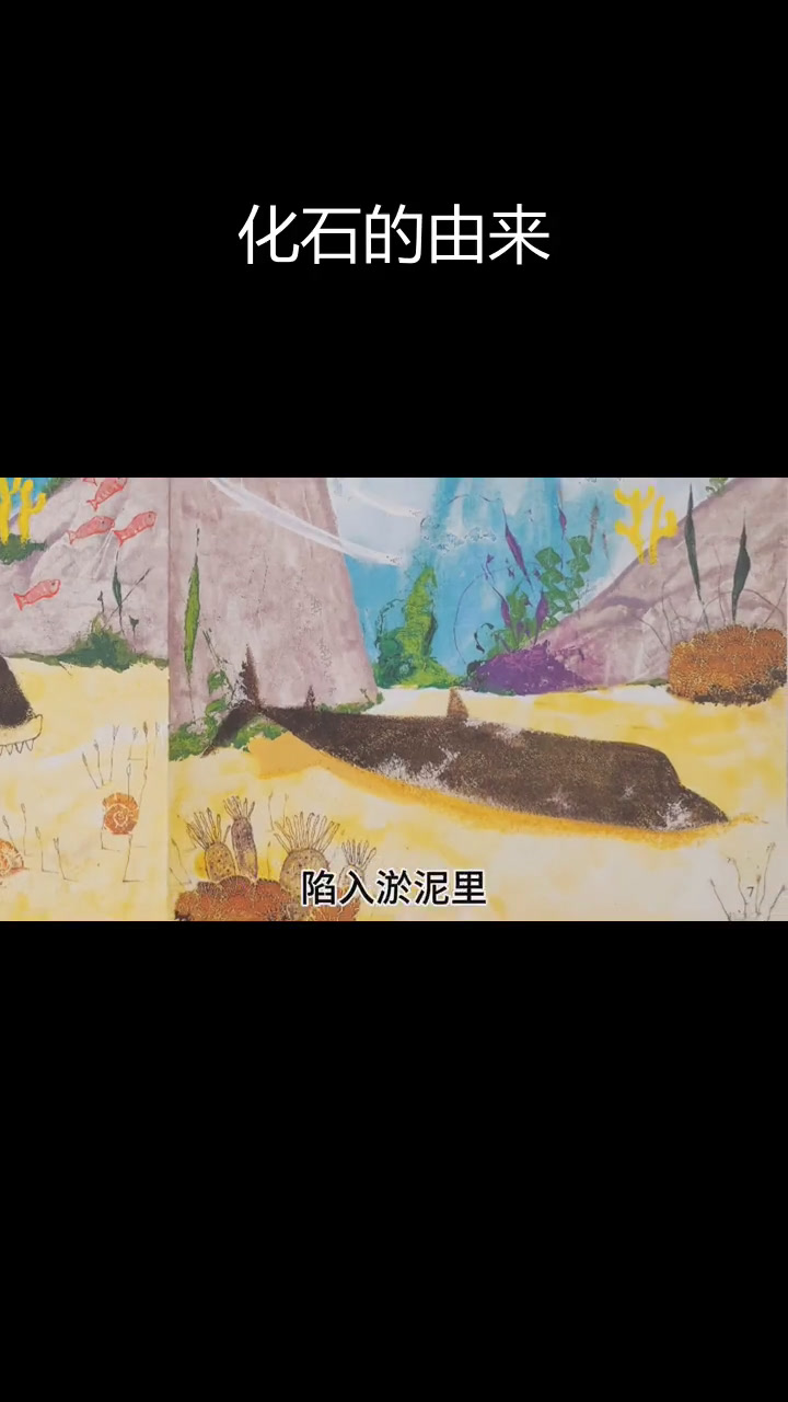 鱼化石的形成过程揭秘