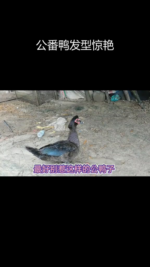 两年公番鸭,帅气十足