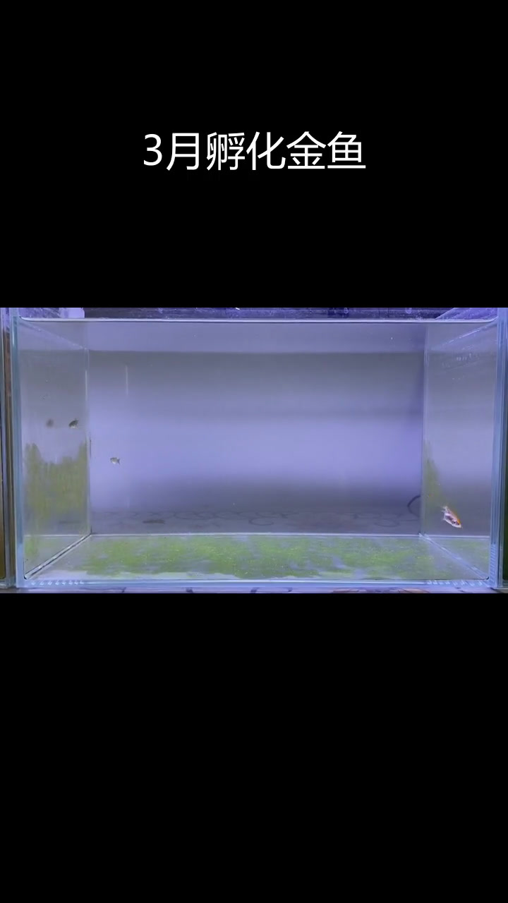 鹤顶红金鱼苗3个月变化,长得如何?