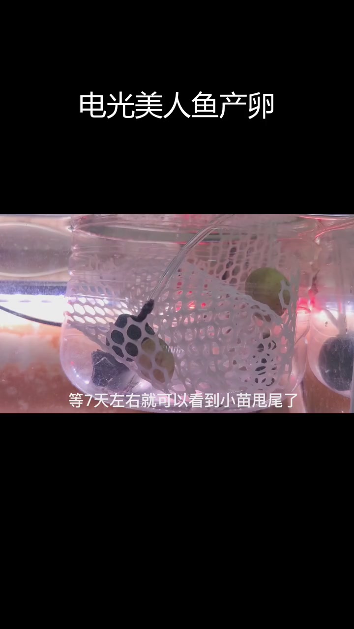 电光美人鱼产卵突破100颗,孵化过程全程记录